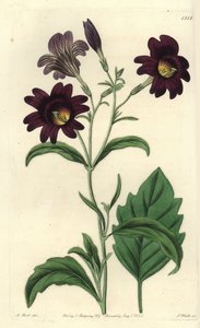 Gemalte Zunge, Salpiglossis sinuata von Sydenham Teast Edwards