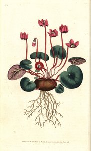 Cyclamen de Cos oder Kaukasus - Rundblättriges Alpenveilchen, Cyclamen coum. Handkolorierte Kupferstichgravur nach einer botanischen Illustration von James Sowerby aus William Curtis