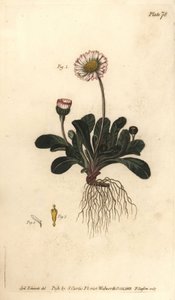 Gänseblümchen, Bellis perennis (Stich von F. Sansom, Illustration von Sydenham Edwards) von Sydenham Teast Edwards