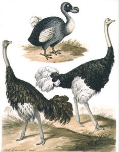 Dodo und Strauß von Sydenham Teast Edwards