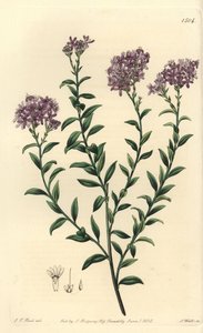 Dr. Gills Selago (Stich von S. Watts, Illustration von J.T. Hart)