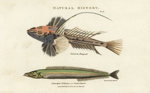 Gewöhnlicher Leierfisch, Callionymus lyra, und kleiner Sandaal oder Sandlanze, Ammodytes tobianus