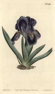 Zwergiris - Iris x binata (Purpur-blaue Zwergschwertlilie, Iris pumila var. violacea). Handkolorierte Kupferstichgravur von F. Sansom Jr. nach einer Illustration von Sydenham Edwards aus William Curtis
