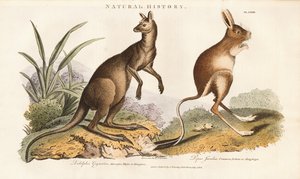 Östliches Graues Känguru und Springmaus