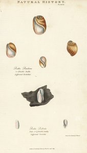Elastische Bulla, Bulla resiliens, und blasse oder zylindrische Bulla, Bulla pallida. Handkolorierter Kupferstich nach Sydenham Edwards aus John Mason Goods Pantologia, einer neuen Enzyklopädie, G. Kearsley, London