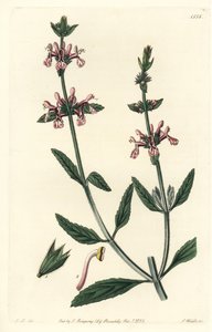 Epiary - Weißstängelige Ziest, Stachys albicaulis
