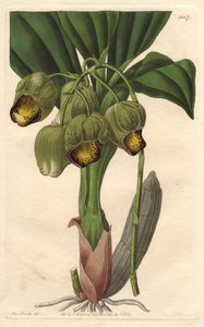 Epiphytische Orchidee, hellgelbes Catasetum, heimisch in Brasilien von Sydenham Teast Edwards