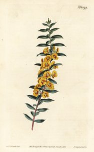 Eutaxia myrtifolia (Kreuzblättrige Dillwynia, Dillwynia obovata). Handkolorierte Kupferstichgravur von F. Sansom Jr. nach einer Illustration von Sydenham Edwards aus William Curtis