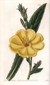 Nachtkerze mit großen Blüten (Tafel)