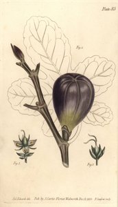 Feige, Ficus carica