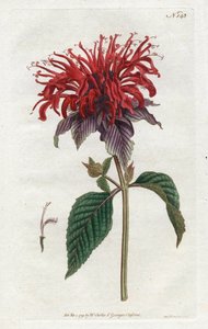 Fistula Monarde von Sydenham Teast Edwards