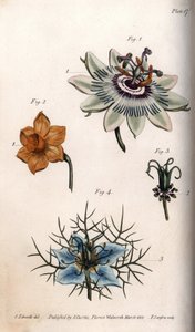 Blüten der Passionsfrucht, Narzisse und Nigella von Sydenham Teast Edwards