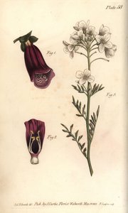 Fingerhut, Digitalis purpurea, Didynamia von Sydenham Teast Edwards