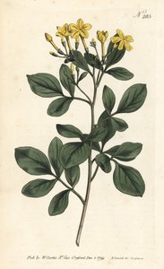 Duftender Jasmin - Süßester Jasmin, Jasminum odoratissimum. Handkolorierter Kupferstich von Sansom nach einer Illustration von Sydenham Edwards aus William Curtis