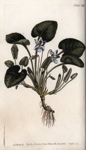 Duftveilchen (Kupferstich)