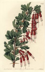 Fuchsienblume oder Kalifornische Fuchsie