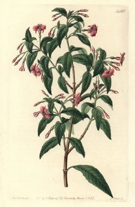 Fuchsienvarietät - Fuchsia bacillaris