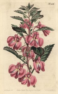Garten-Balsamine von Sydenham Teast Edwards
