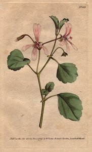 Geranie mit Sauerampferblatt und rosafarben geäderten Blüten, heimisch in Südafrika. Pelargonium acetosum. Handkolorierter Kupferstich nach einer botanischen Illustration von Sydenham Edwards von Sydenham Teast Edwards