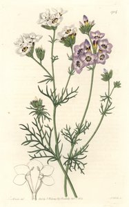 Gilia tricolor, weiße und violette Varietäten, heimisch in Kalifornien - Gravur von S. Watts nach einer Illustration von Sarah Anne Drake (1803-1857), aus dem Botanical Register von Sydenham Teast Edwards