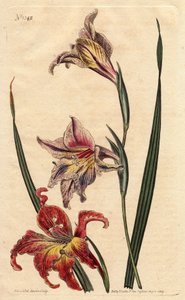 Großblütige Gladiole oder großer brauner Afrikaner, mit gesprenkelten Blüten in Scharlachrot und Hellrosa, heimisch in Südafrika, Gladiolus