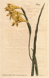 Gladiole mit gelben Blüten und schwertförmigen Blättern. Gelbblühende, quadratischblättrige Kornflagge. Gladiolus tristis. Handkolorierter Kupferstich nach einer botanischen Illustration von Sydenham Edwards aus William Curtis