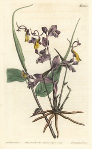 Globba radicalis
