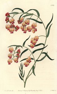 Glycinienblättrige Dillwynia, Dillwynia glycinifolia von Sydenham Teast Edwards