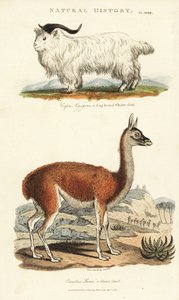 Ziege und Lama (Kupferstich)