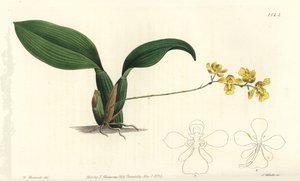 Gomesa cornigera Orchidee