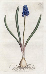 Traubenhyazinthe - Lithographie von Sydenham Edwards (1768-1819), Platte aus dem Botanical Magazine von William Curtis (1746-1799)