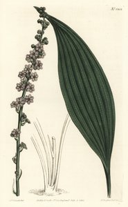 Grünblütige Teta, Peliosanthes teta. Handkolorierte Kupferstichgravur von F. Sansom Jr. nach einer Illustration von Sydenham Edwards aus William Curtis
