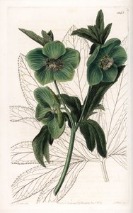 Grünblütiger Nieswurz Variete - Graviert von S. Watts, nach einer Illustration von Sarah Anne Drake (1803-1857), aus dem Botanical Register von Sydenham Edwards (1768-1819), England von Sydenham Teast Edwards