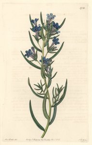 Gremil mit Rosmarinblättern, heimisch in Sizilien