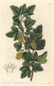 Sibirische Johannisbeere