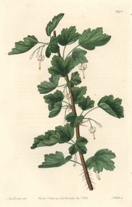 Groseillier, aus Nordamerika, aus dem Botanischen Register von Sydenham Teast Edwards