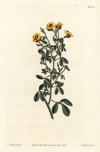 Behaarte Goodia, Goodia lotifolia var. pubescens (Goodia pubescens). Handkolorierte Kupferstichgravur von F. Sansom Jr. nach einer Illustration von Sydenham Edwards aus William Curtis