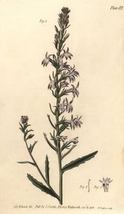 Heide-Lobelie, Lobelia urens, Polygamia monogamia
