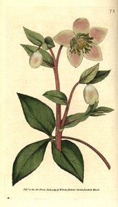 Livid Hellebore von Sydenham Teast Edwards