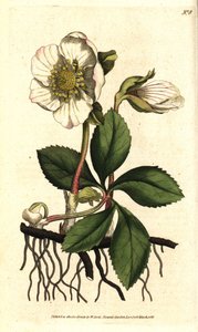 Schwarze Nieswurz oder Christrose, Helleborus niger von Sydenham Teast Edwards