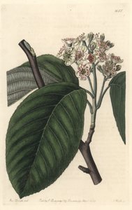 Himalaya-Eberesche - Illustration von Sarah Anne Drake aus dem Botanical Register