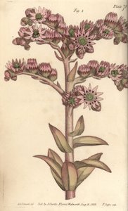 Hauswurz, Sempervivum tectorum, Dodecagynia, Hermaphroditenblume mit 12 Stempeln (Kupferstich)