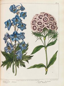 Illustration aus Praktische Gartenarbeit von Alexander McDonald