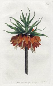 Kaiserkrone