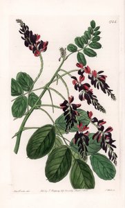 Indigofera Variete - Platte graviert von S. Watts, nach einer Illustration von Sarah Anne Drake (1803-1857), aus dem Botanical Register von Sydenham Edwards (1768-1819), England