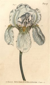 Iris florentina, Iris germanica nothovar (Kupferstich)