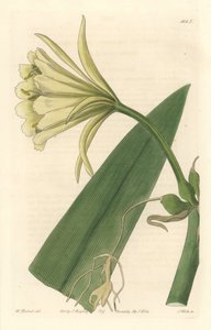 Ismene, Narzisse oder Osterglocke von Peru - Starkes Wasser von S. Watts nach einer Illustration von Sarah Anne Drake (1803-1857), aus dem Botanical Register
