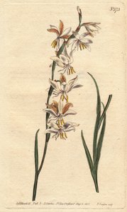Ixia mit weißen, gelben und orangefarbenen Adern, Ixia radiata