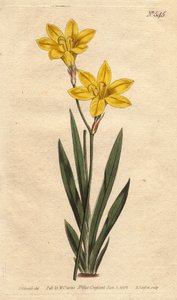 Schwefelgelbe Ixia mit leuchtend zitronengelben Blüten