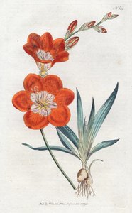 Orangene Ixia